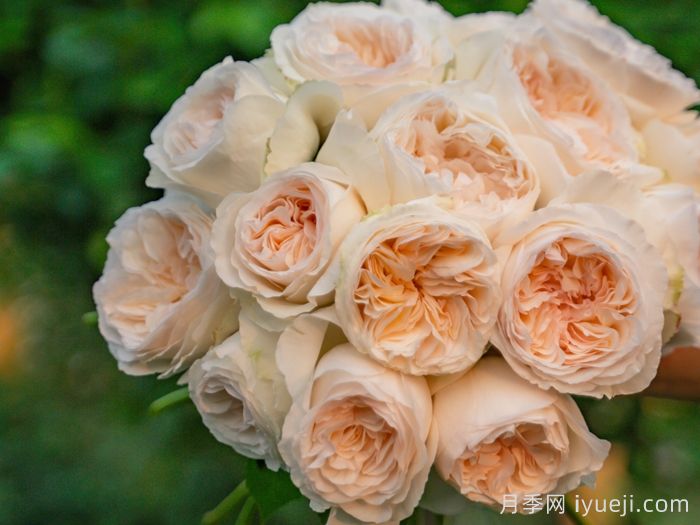 月笼沙月季(图3)