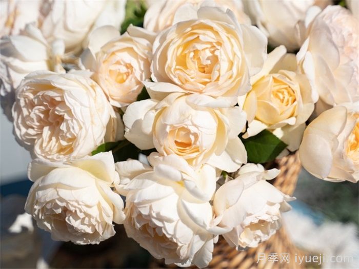 月笼沙月季(图4)