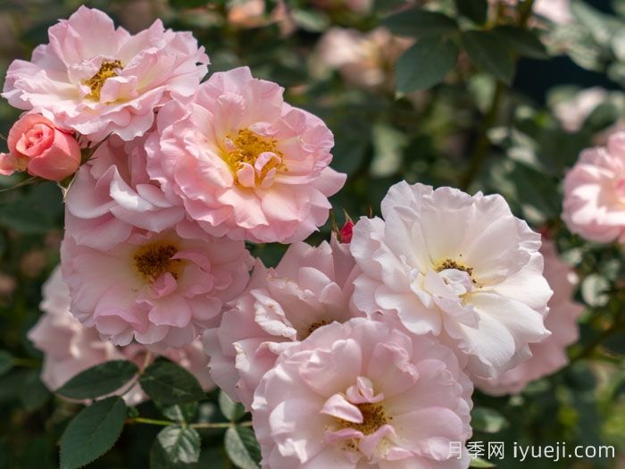 小蝴蝶月季(图3)