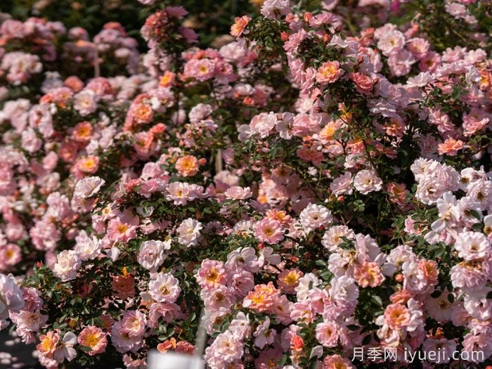 小蝴蝶月季(图4)