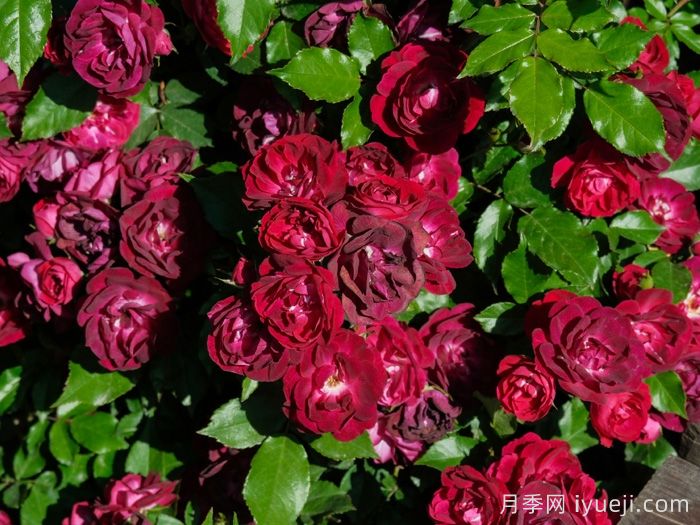 雀之舞月季(图1)