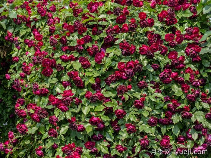 雀之舞月季(图2)