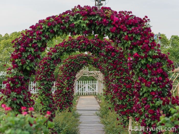 雀之舞月季(图3)