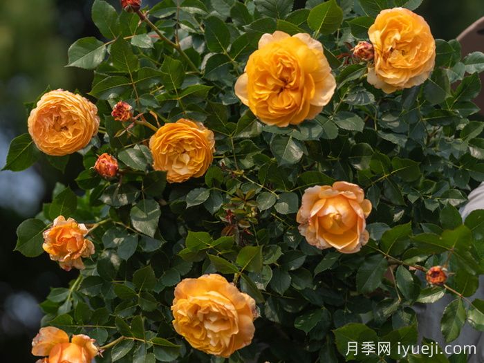 南瓜酥月季(图5)