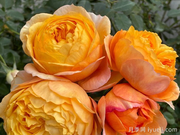 南瓜酥月季(图3)