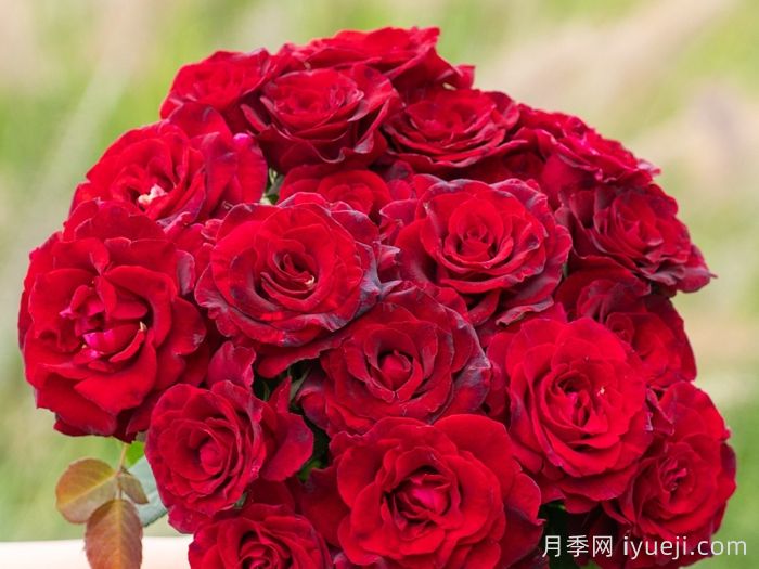 四时锦月季(图2)