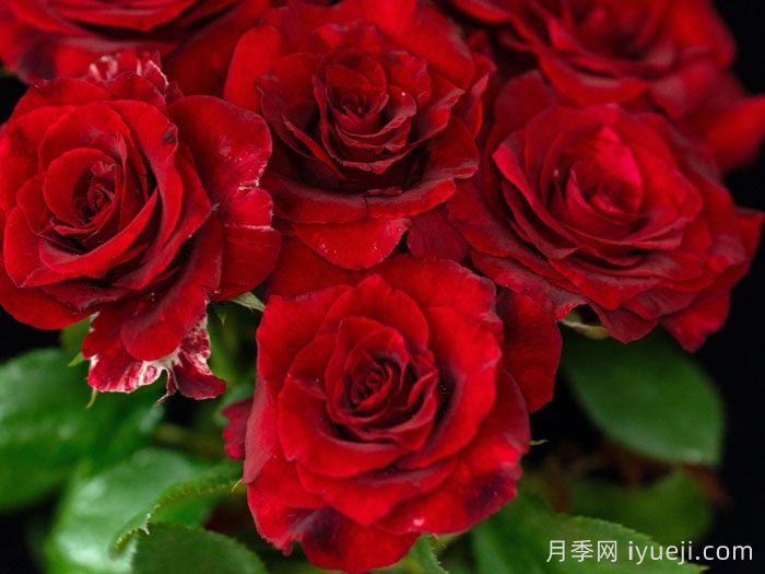 四时锦月季(图3)