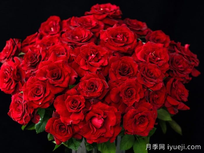 四时锦月季(图4)