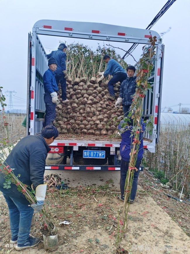 2000棵2米高藤本月季发货福建美丽乡村建设(图2)