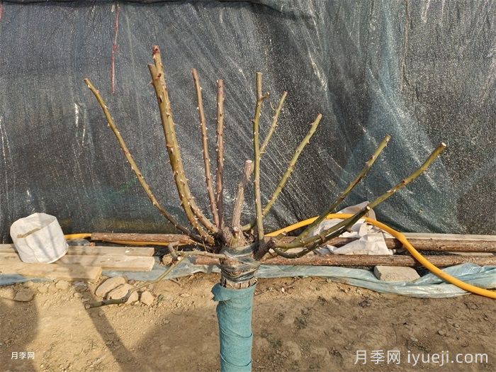 盆栽月季冬季修剪攻略，来年花开满枝(图1)