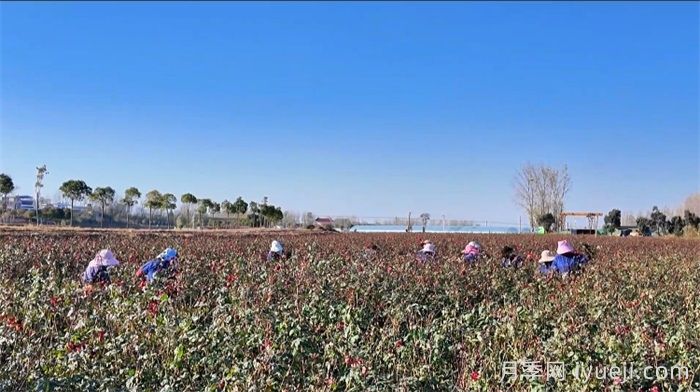 南阳卧龙区石桥镇:月季苗里种出致富经(图1) 南阳卧龙区石桥镇:月季苗里种出致富经(图1)