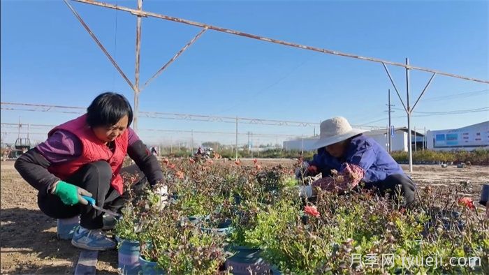 南阳卧龙区石桥镇:月季苗里种出致富经(图2) 南阳卧龙区石桥镇:月季苗里种出致富经(图2)