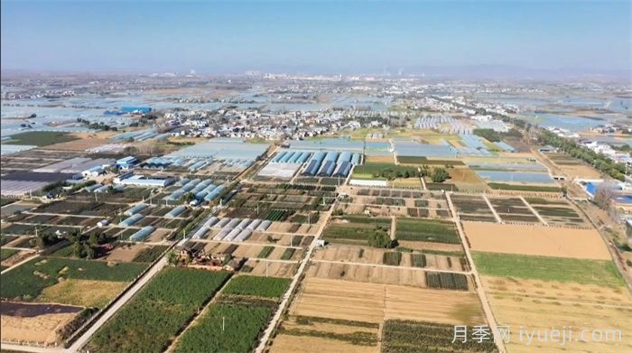 南阳卧龙区石桥镇:月季苗里种出致富经(图3) 南阳卧龙区石桥镇:月季苗里种出致富经(图3)