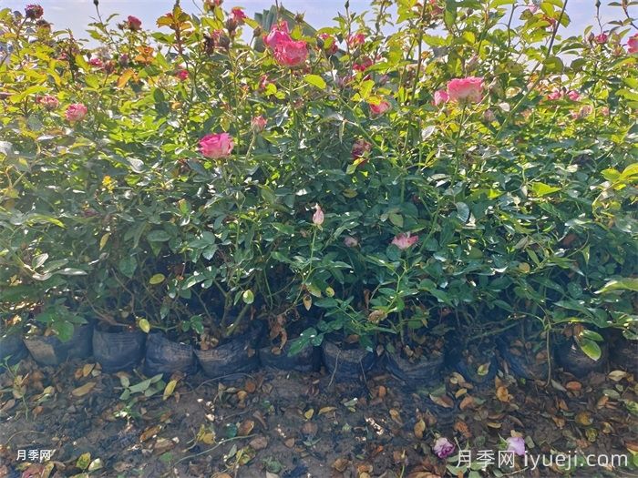 盆栽微型月季的养殖办法，做好三点开花不断(图1)
