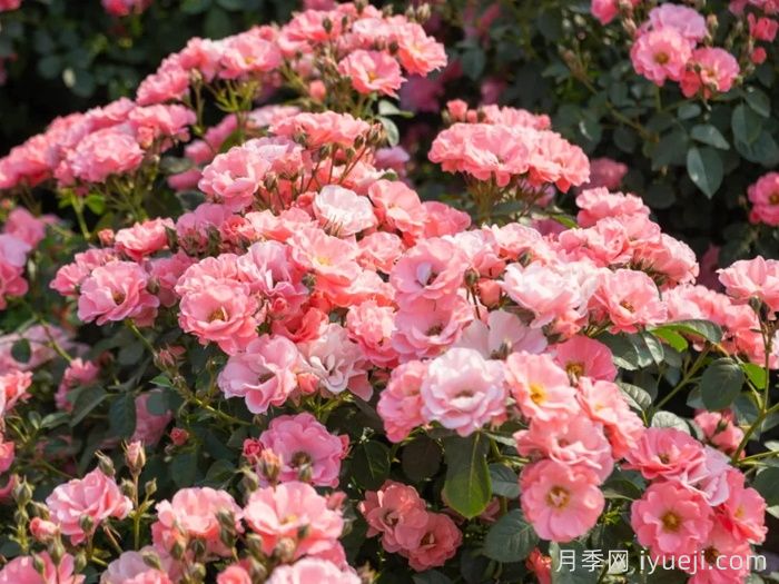 西子微微月季(图1)