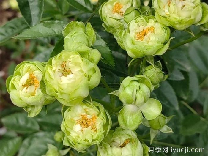 闪电月季/埃克莱尔月季Eclair(图2)