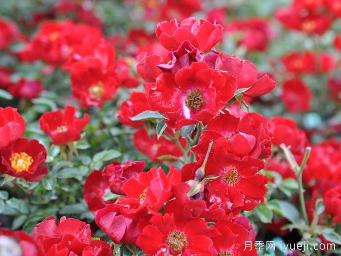 皇家巴西诺月季/巴西诺月季Royal Bassino(图1)