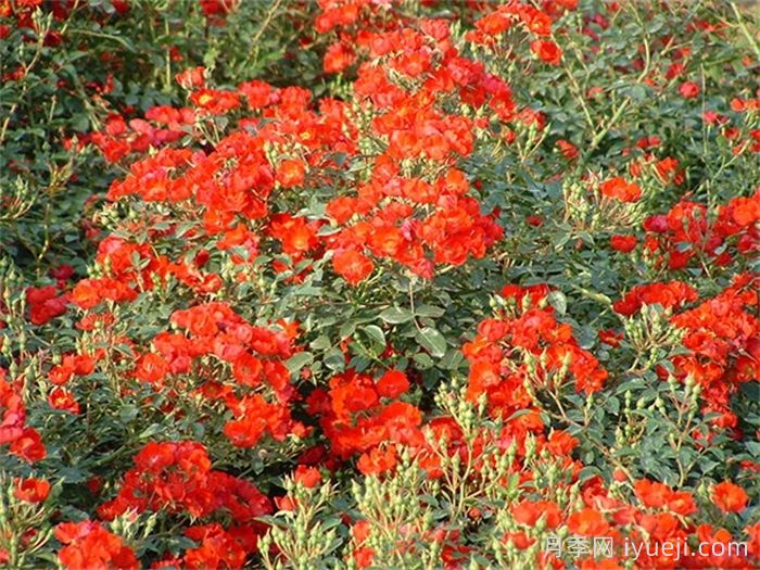 皇家巴西诺月季/巴西诺月季Royal Bassino(图3)