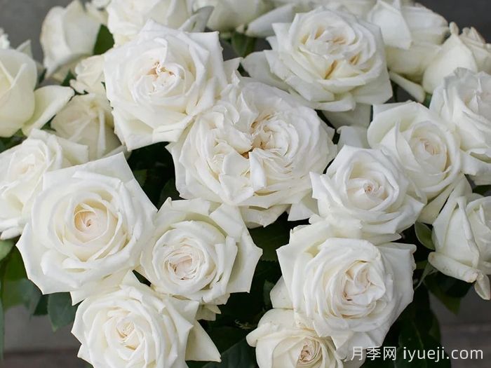 珍妮莫罗月季Jeanne Moreau(图3)