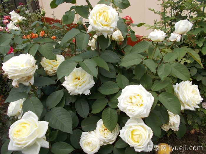 珍妮莫罗月季Jeanne Moreau(图4)