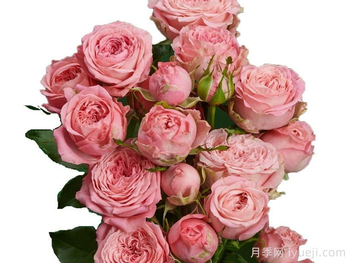 珊瑚溜溜球月季Coral YoYo(图2)