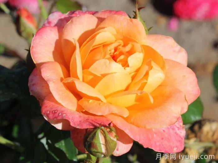 撒玛利亚月季/撒马利亚Samaritan(图1) 撒玛利亚月季/撒马利亚Samaritan(图1)