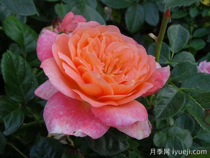 撒玛利亚月季/撒马利亚Samaritan(图2) 撒玛利亚月季/撒马利亚Samaritan(图2)