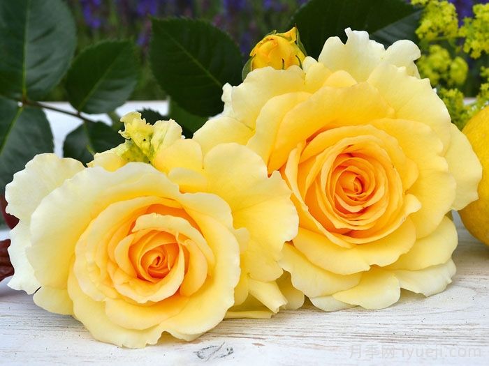 夏季黄金月季Sommergold(图1)