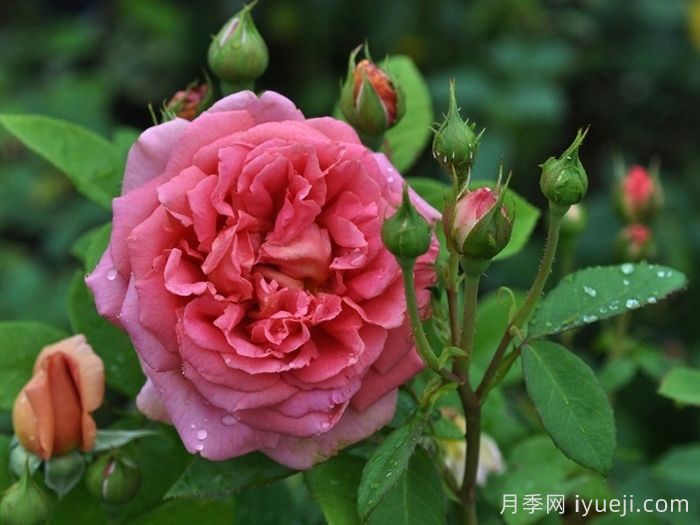 奋勇号月季The Endeavour(图3)