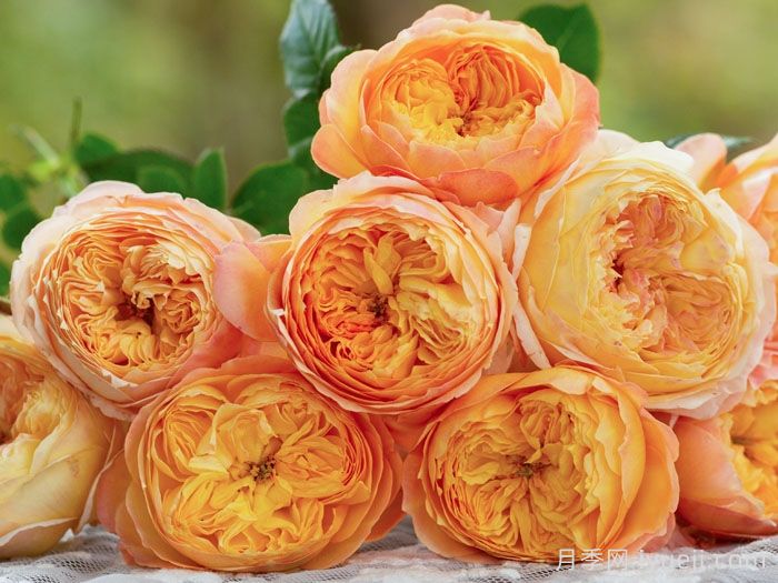 杏子肥月季(图1) 杏子肥月季(图1)