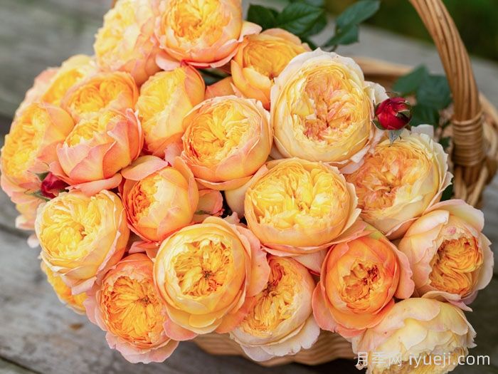 杏子肥月季(图2) 杏子肥月季(图2)