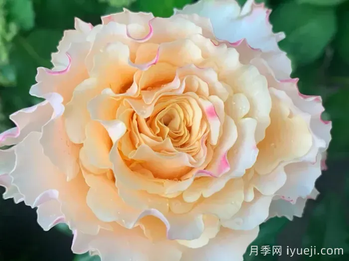 橙舞裙月季/橙色拉康帕内拉舞裙月季La Campanella(图2)