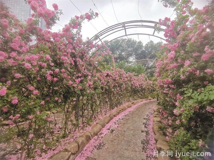 月季名园：长春市儿童公园玫瑰园(图3)