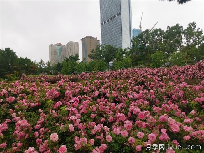 长春市儿童公园，3万余株月季花竞相绽放(图1)