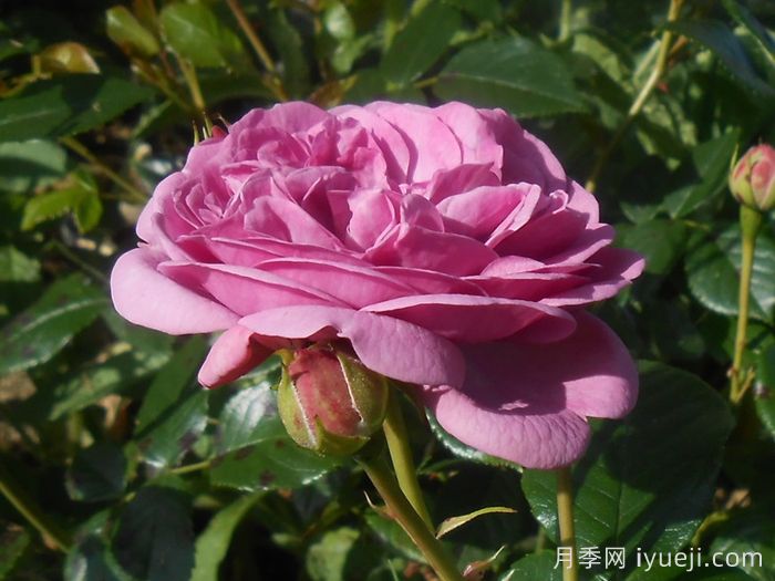 忧郁男孩月季Blue Boy(图2)