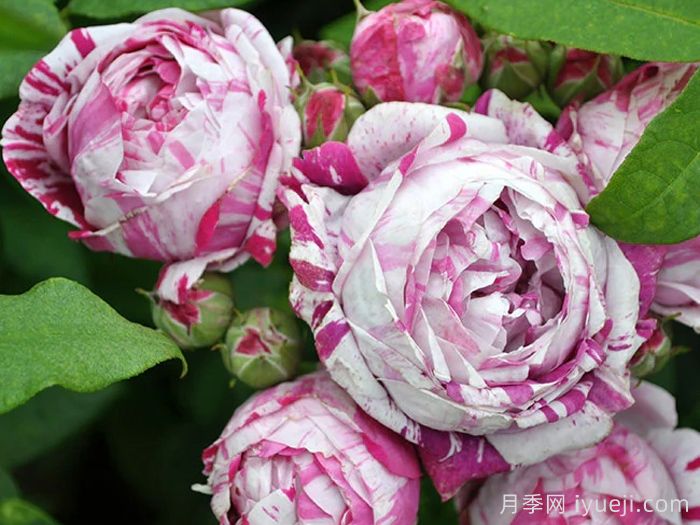 抓破美人脸月季/撕破美人脸/斑纹博洛尼亚Variegata di Bologna(图2)