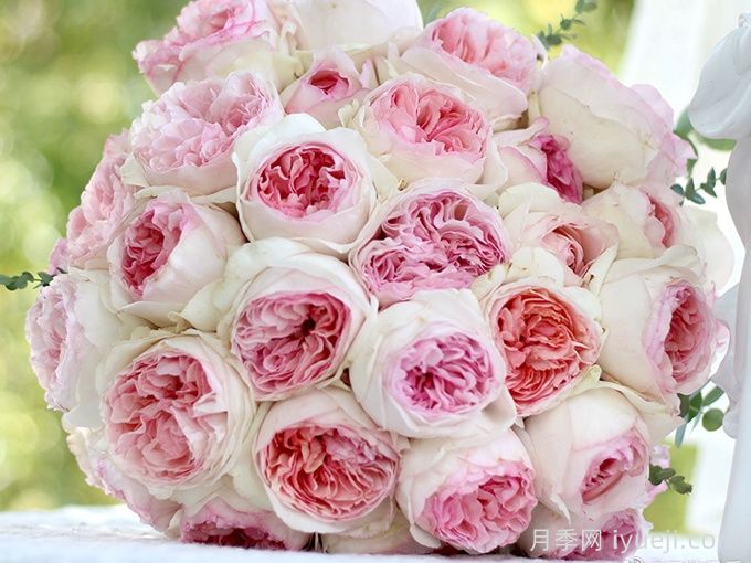 伊芙乙女心月季(图1)