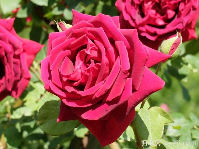 朱墨双辉月季/墨红月季Crimson Glory(图4)