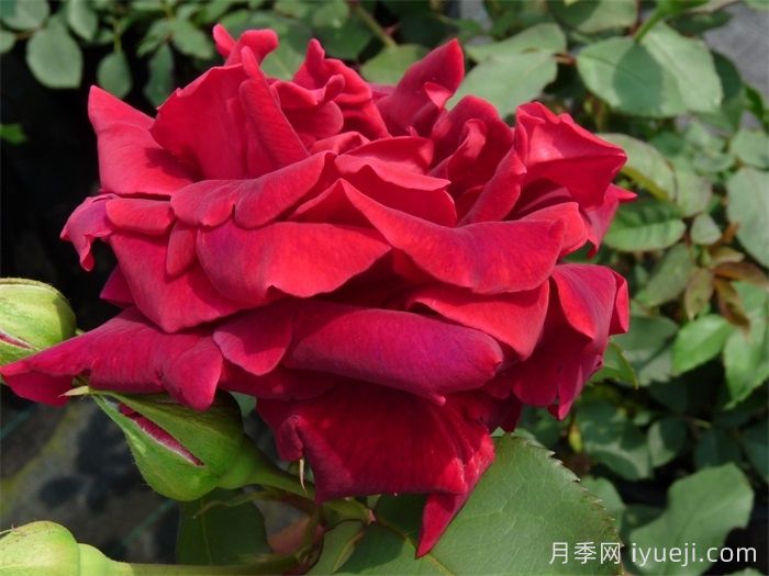 朱墨双辉月季/墨红月季Crimson Glory(图3)