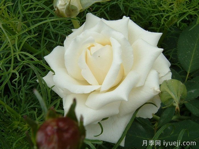 帕斯卡利月季Pascali(图1)