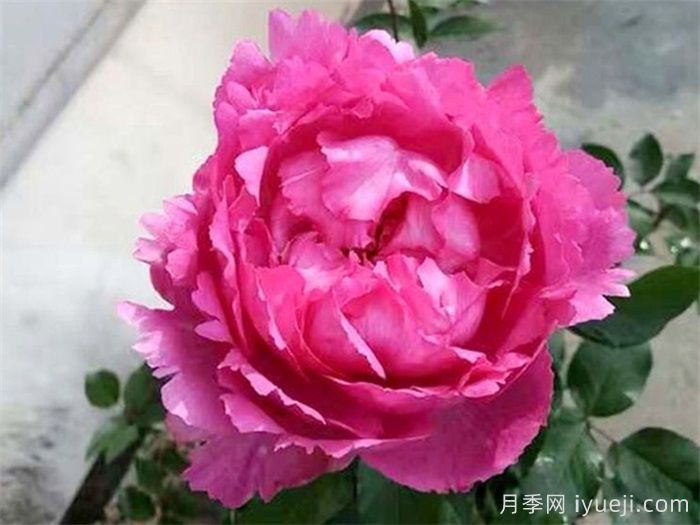 伊芙仙王座月季Cepheus(图1)