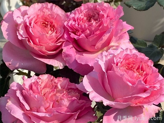 伊芙仙王座月季Cepheus(图2)