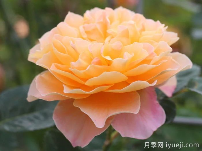 印象派月季The Impressionist(图1)