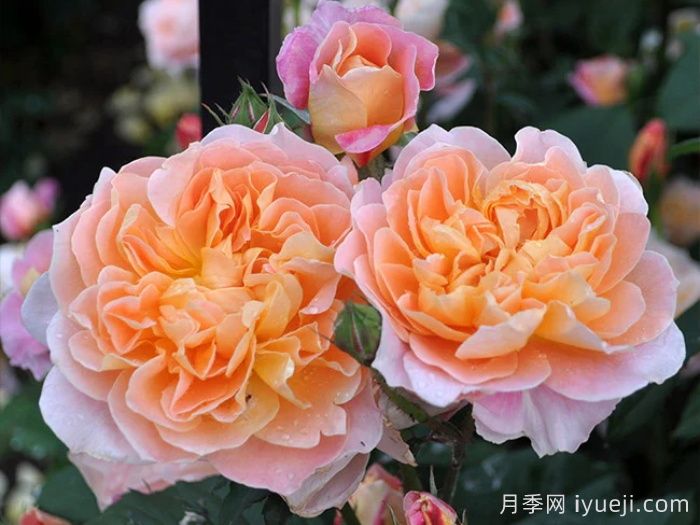 印象派月季The Impressionist(图2)