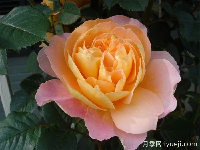 印象派月季The Impressionist(图3)