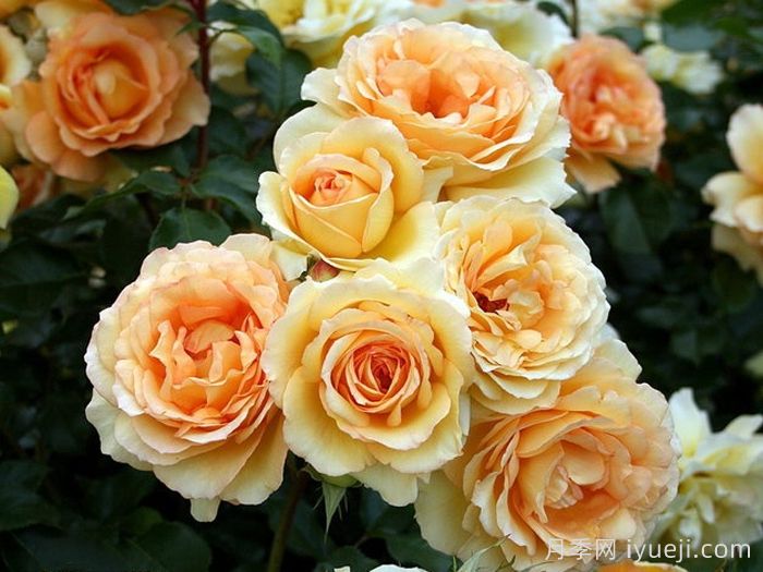 尤里卡月季(科德斯)Eureka(图1)