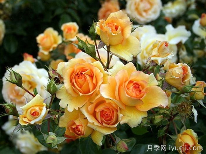 尤里卡月季(科德斯)Eureka(图3)