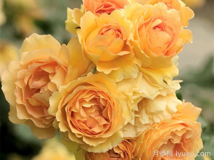 尤里卡月季(科德斯)Eureka(图2)