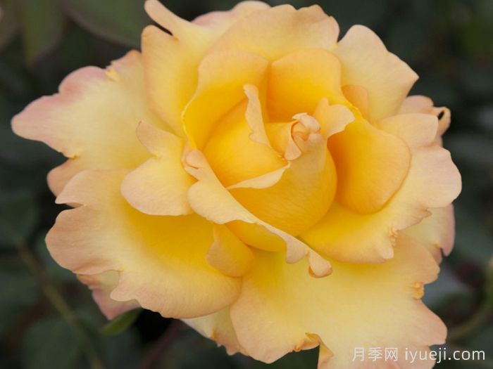 尤瑞卡月季/尤里卡/黄金魔力/发现(玫昂)Eureka(图4) 尤瑞卡月季/尤里卡/黄金魔力/发现(玫昂)Eureka(图4)