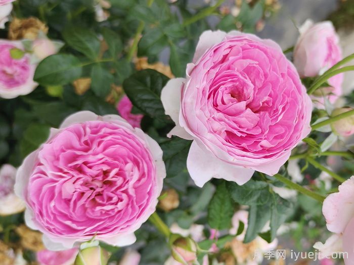 我的心月季Mon Coeur(图4)